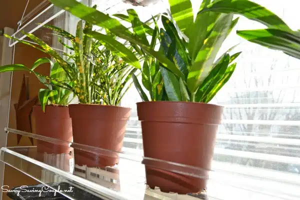 plants-on-window-unit
