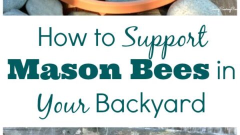 How-to-support-mason-bees