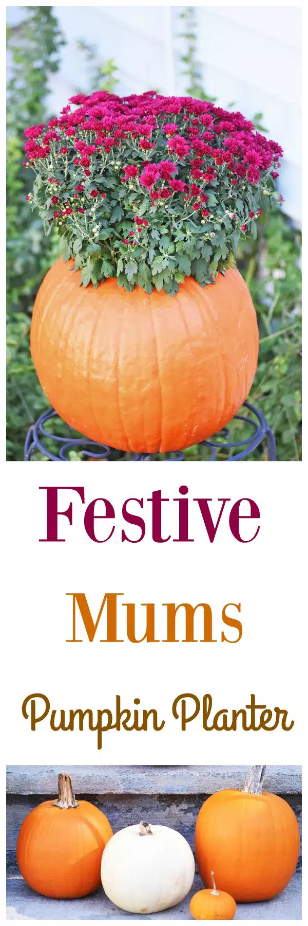 Festive-mums-pumpkin-planter