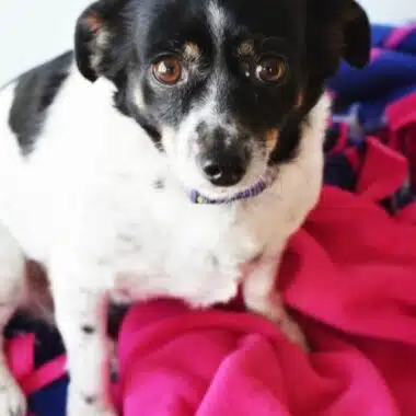 Chiweenie Dog