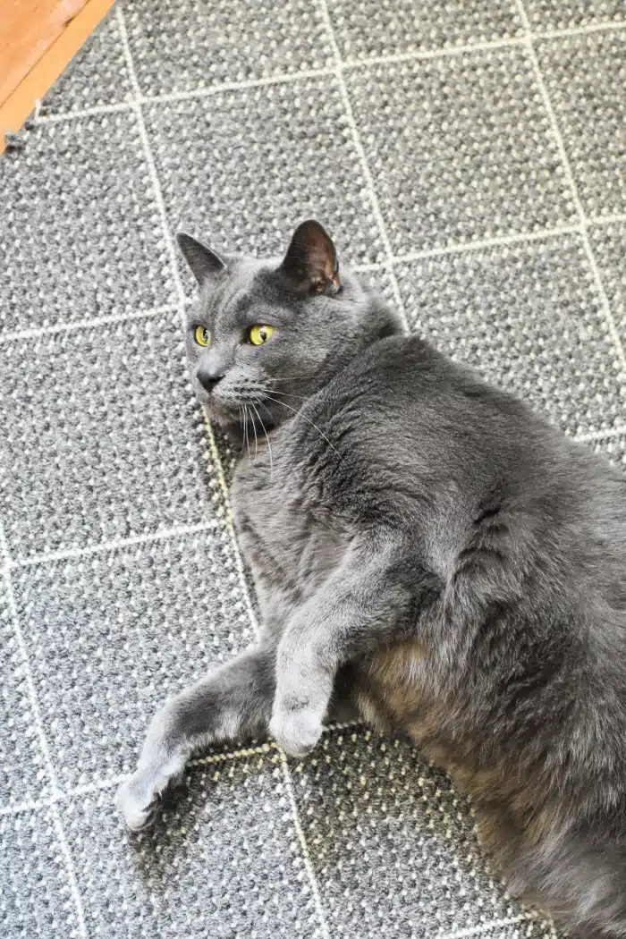 Blue Russian Cat 1