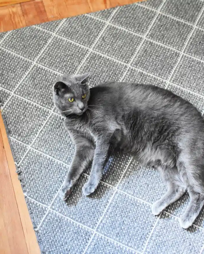 Blue Russian Male cat 1