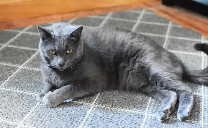 Blue Russian Male kitty 1
