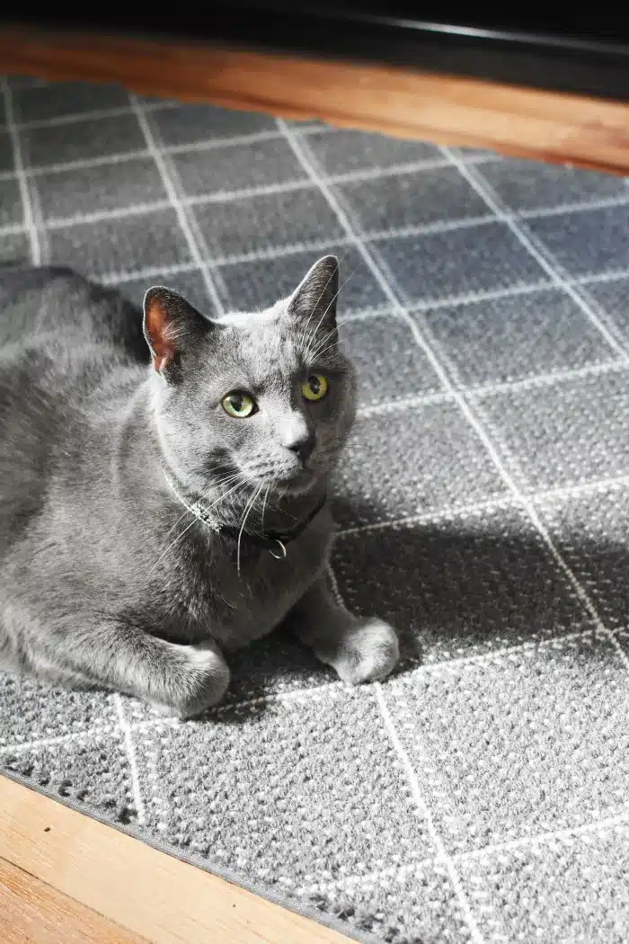 Cat on grey rug 1