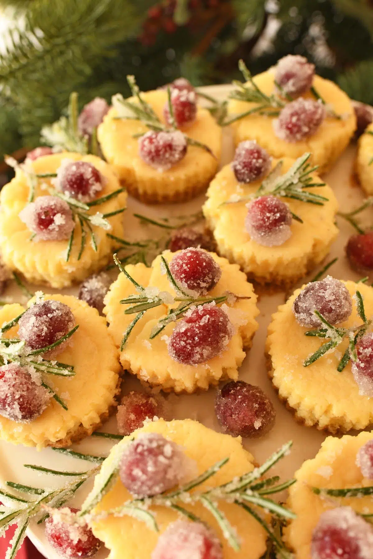 Mini eggnog cheesecakes topped with festive sugared cranberries and rosemary.